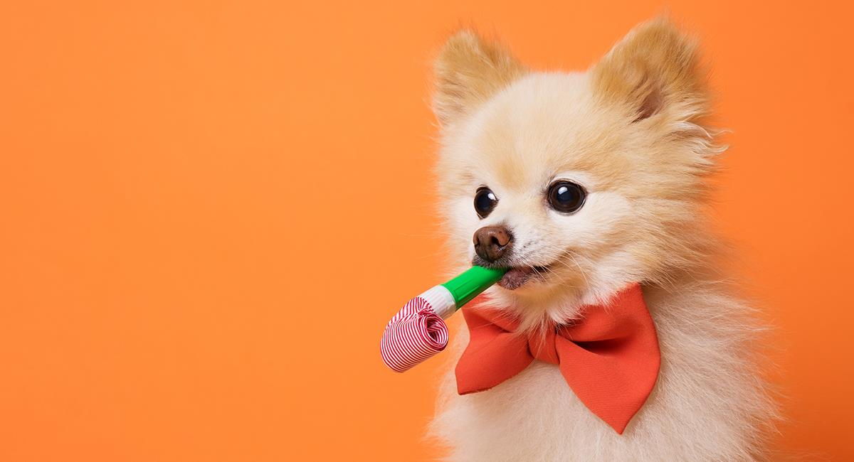 Te damos algunos consejos para homenajear a tu perro en su día. Foto: Shutterstock