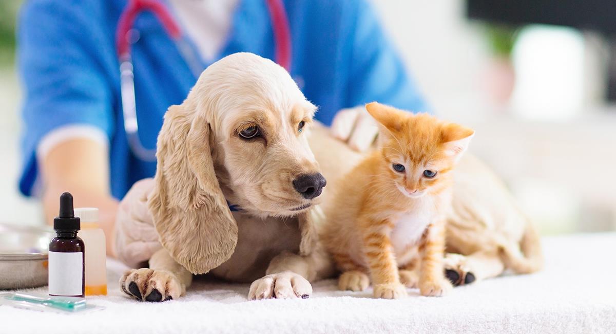 Cuáles son las vacunas poner a perro o gato?