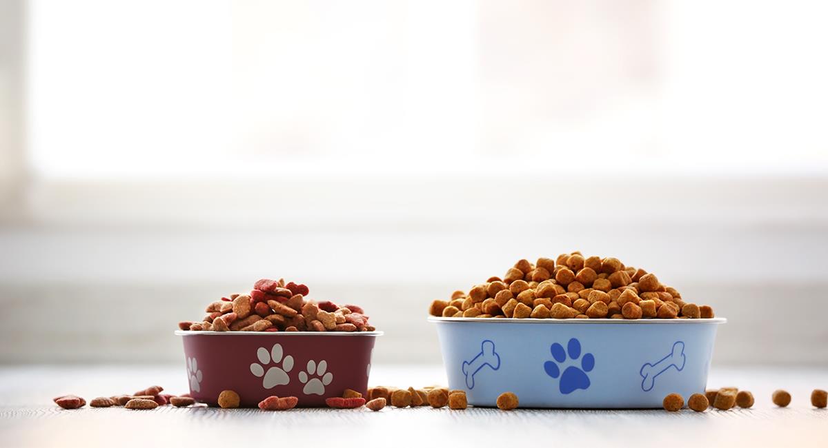 ¿Cómo diferencias los tipos de comida para mascotas?. Foto: Shutterstock