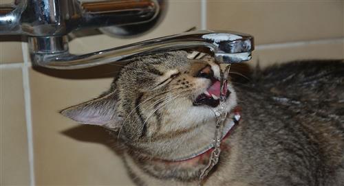 Es necesario que todos los gatos se mantengan hidratados
