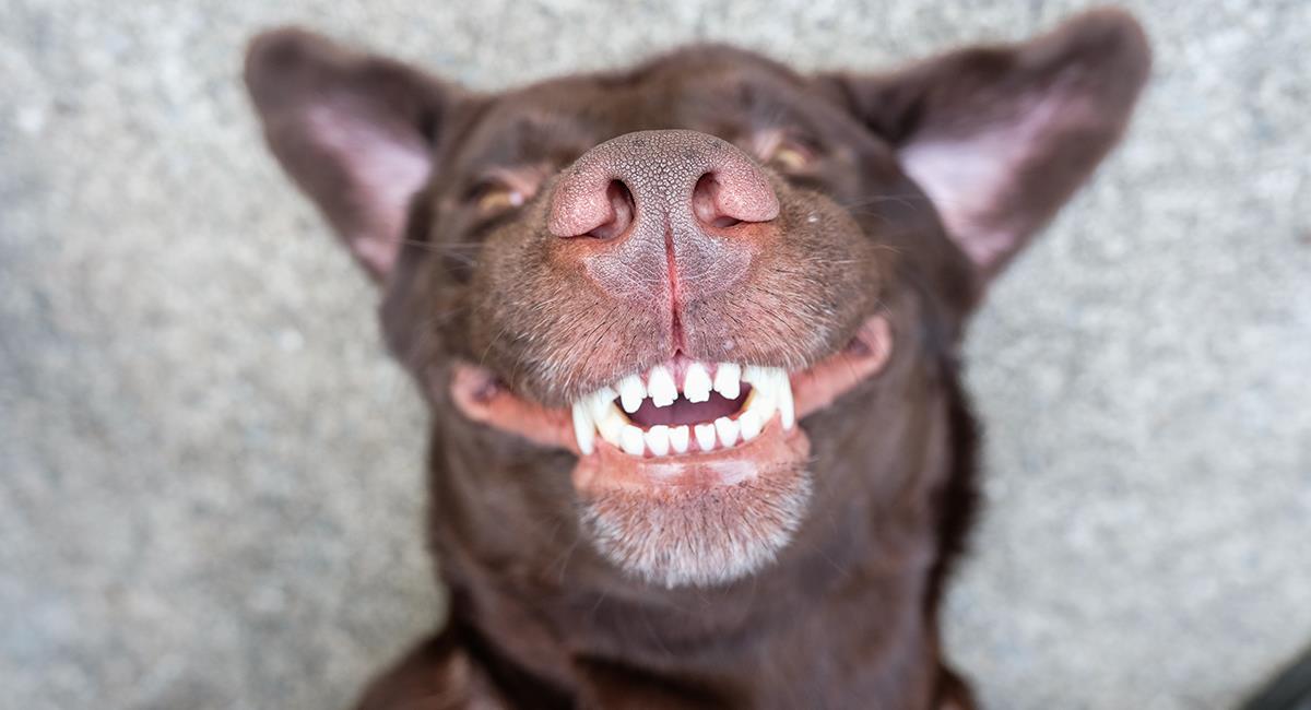 Debes tener en cuenta algunos cuidados para la salud dental de tu mascota. Foto: Shutterstock