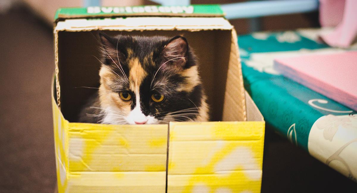 Por más incomodo que parezca, los gatos aman las cajas. Foto: Pixabay