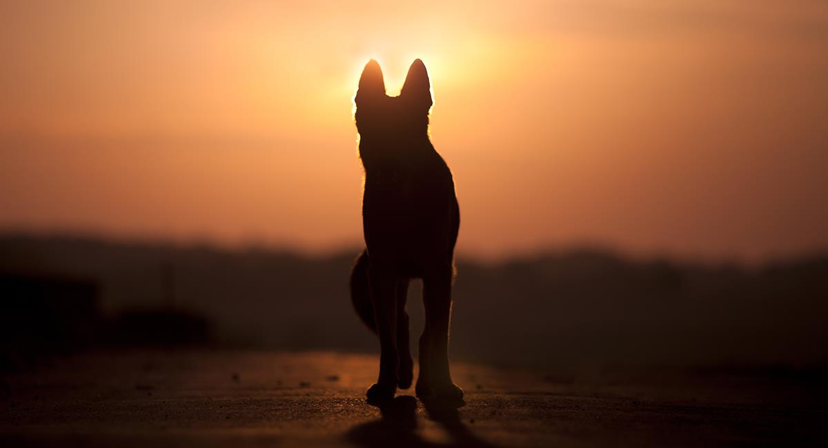 Fallece Buddy, el primer perro que arrojó positivo para COVID-19. Foto: Shutterstock