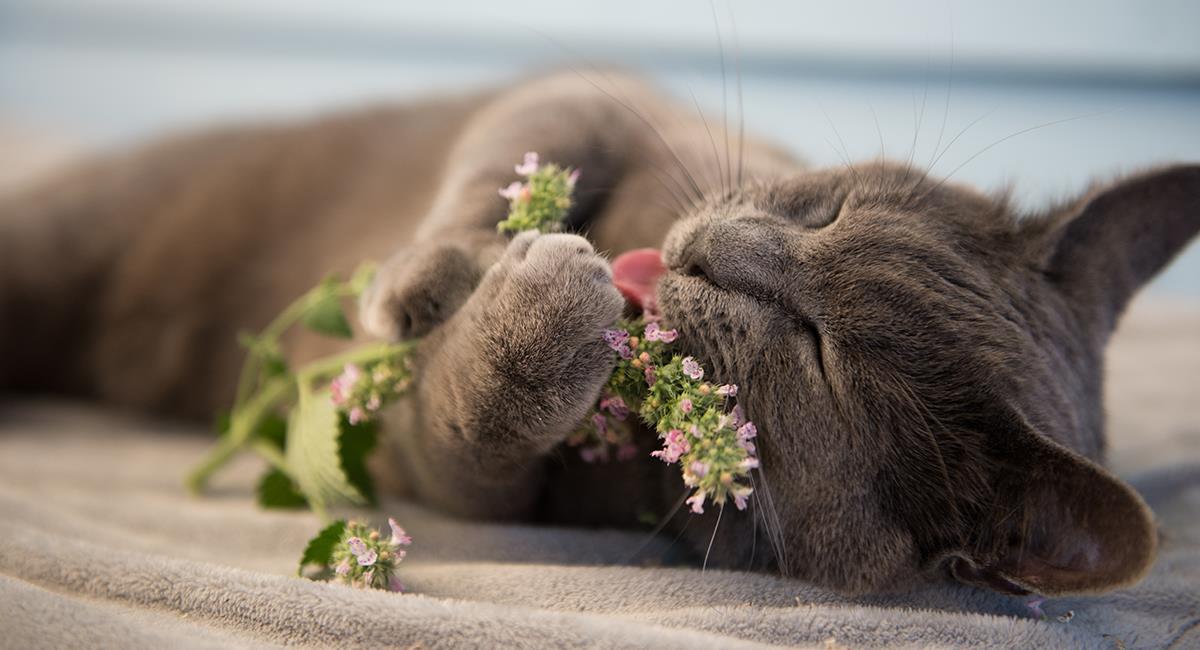 Conoce los extraordinarios efectos del Catnip en los gatos. Foto: Shutterstock