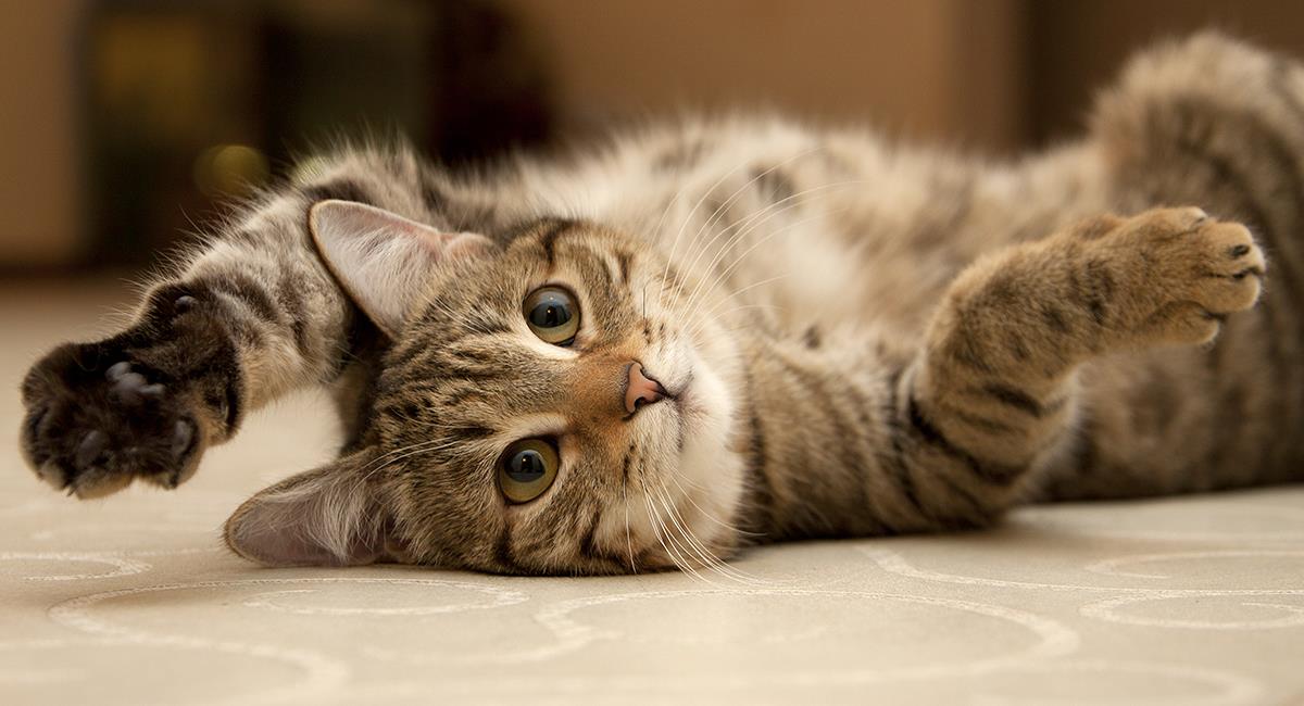 Si eres amante de los gatos, te invitamos a conocer la raza perfecta para ti según el zodiaco. Foto: Shutterstock