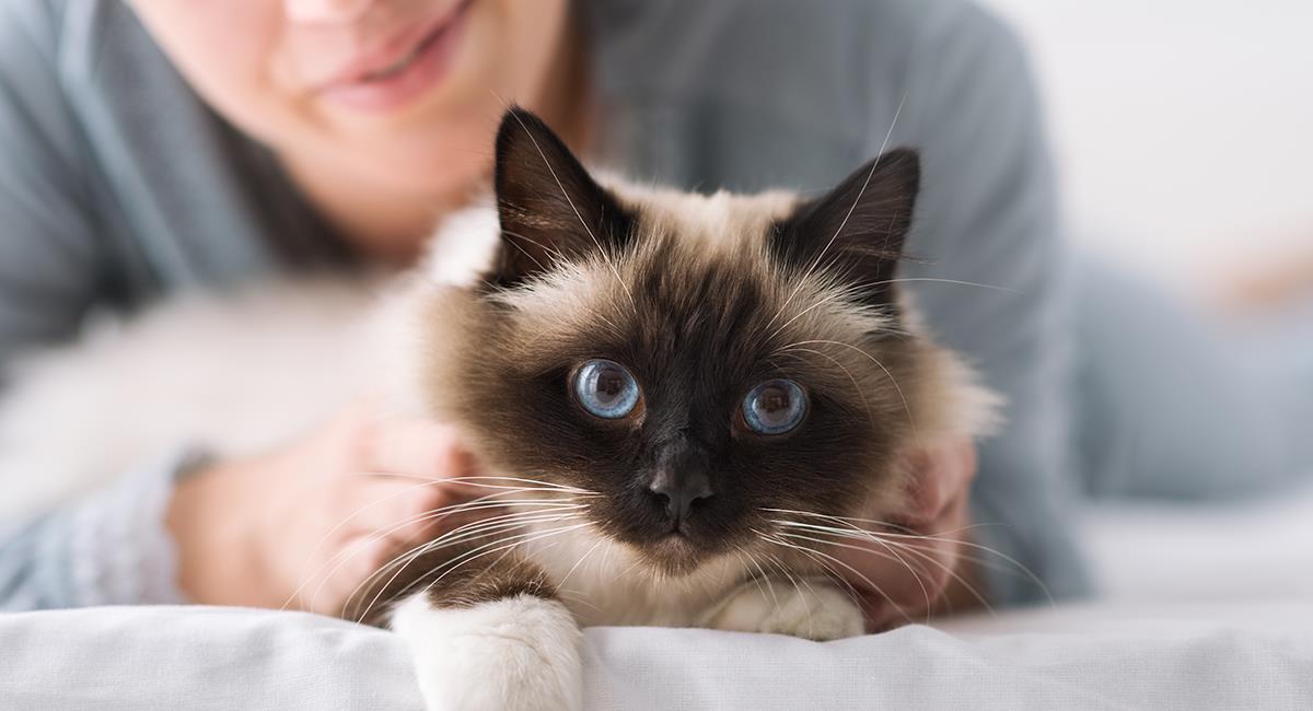Tu gato sabe más cosas de ti de las que tú mismo podrías conocer. Foto: Shutterstock