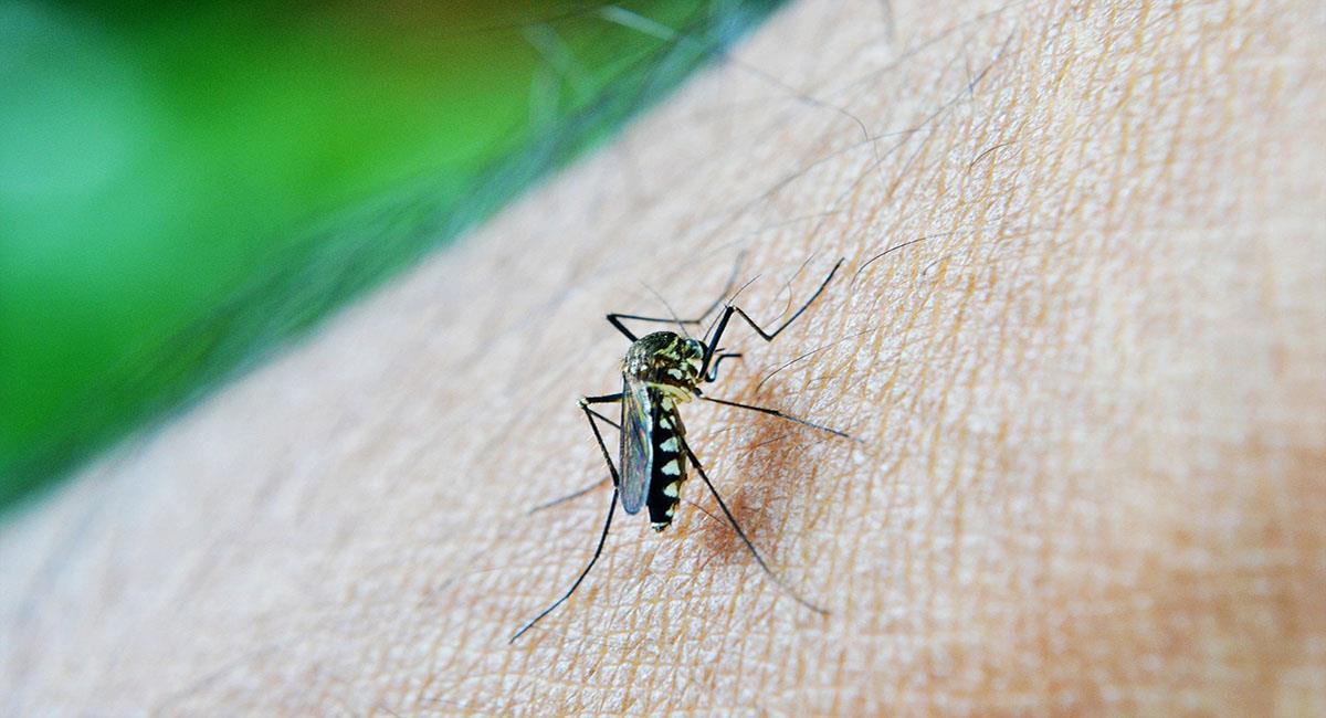 La malaria es una enfermedad tropical que causa muchas muertes al año. Foto: Pixabay. Foto: Pixabay