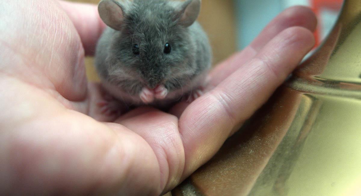 Los roedores son algunos animales que más sufren con la experimentación cosmética. Foto: Pxfuel