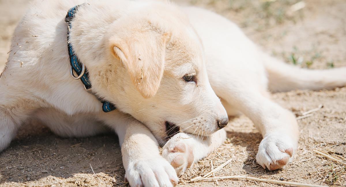 Estas son las razones por las que tu perro se muerde con desesperación. Foto: Shutterstock