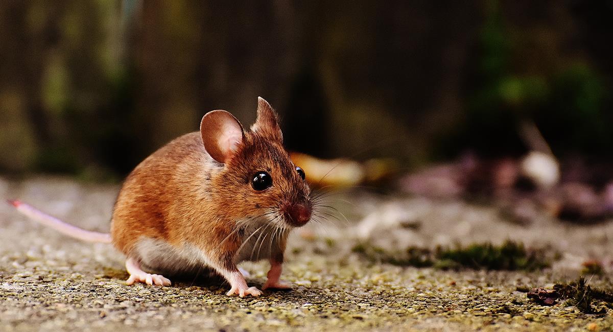 Descubre el mensaje de los roedores cuando se aparecen en tus sueños. Foto: Pixabay