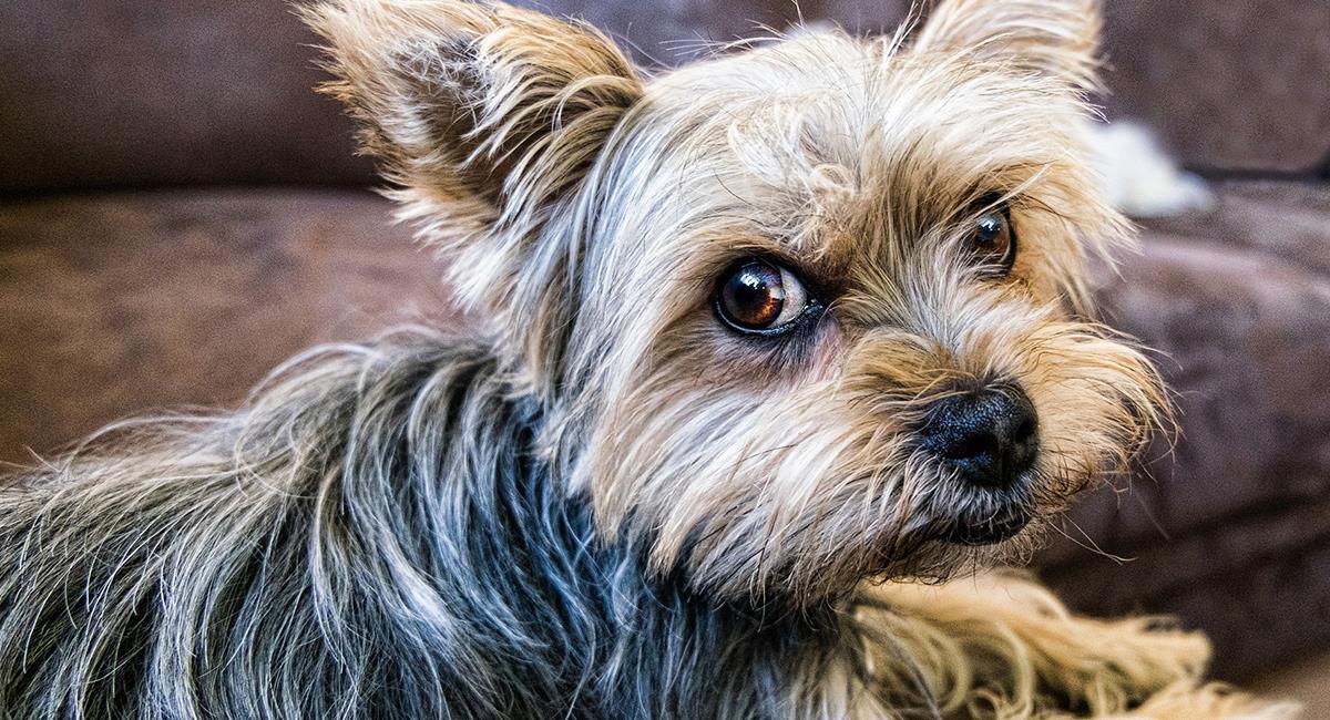 Conoce los perros más temperamentales del mundo. Foto: Pixabay