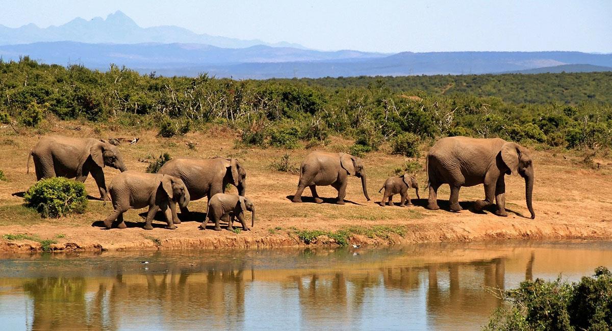 La esperanza por la preservación de los elefantes en África aumenta. Foto: Pixabay