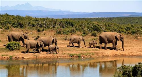 140 elefantes nacieron en Kenia y reviven la fe en la vida animal