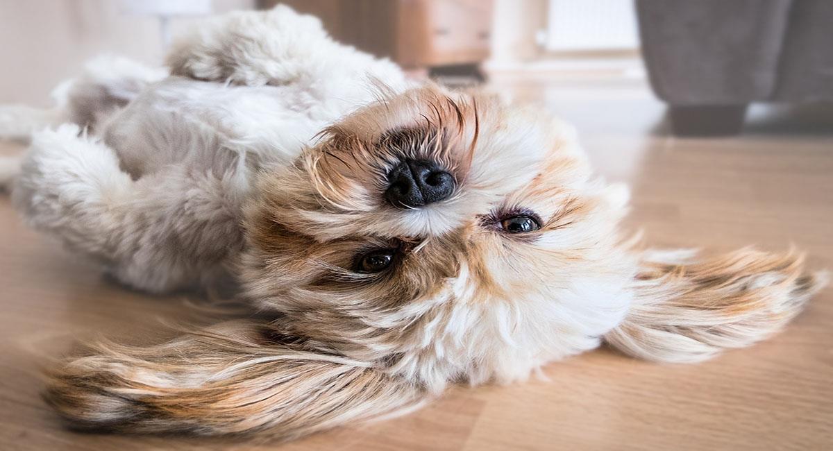 La salud de los perros se ve beneficiada con un consumo moderado de aceite de oliva. Foto: Pixabay