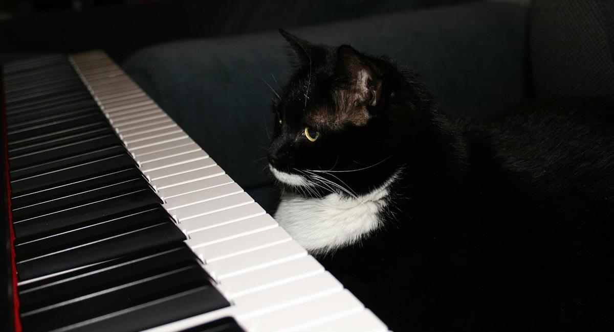 Gato aprendió a tocar piano para hacerse entender de sus dueños. Foto: Pixabay