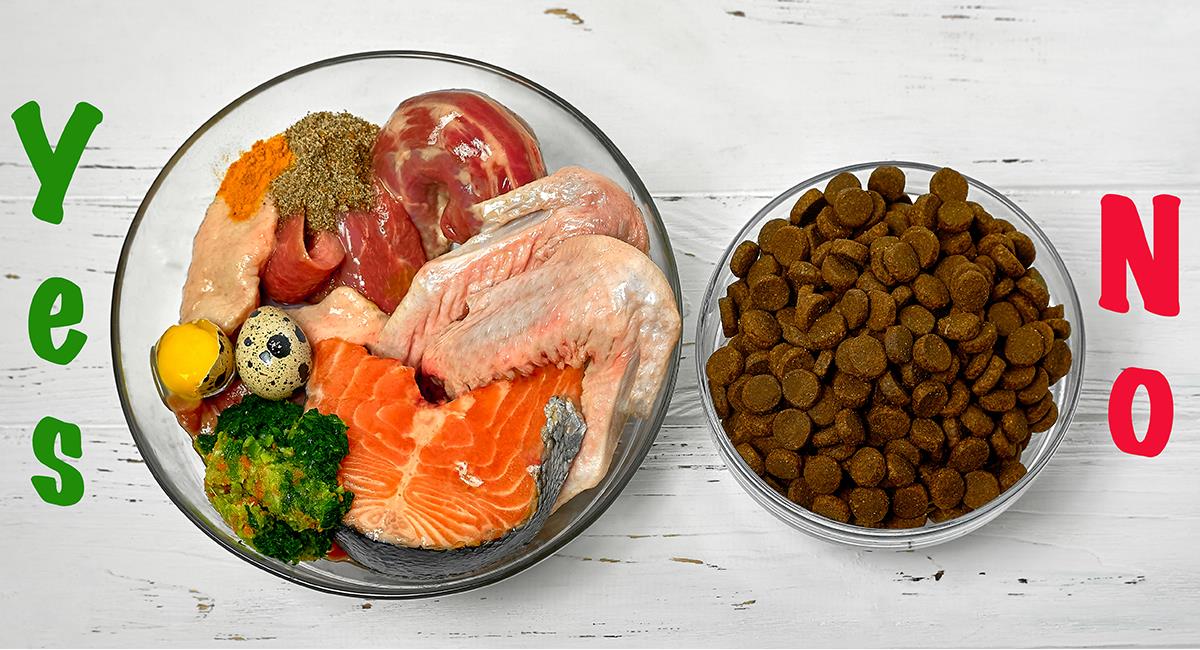 Conoce todo lo que puede hacer la comida BARF por tu gato. Foto: Shutterstock