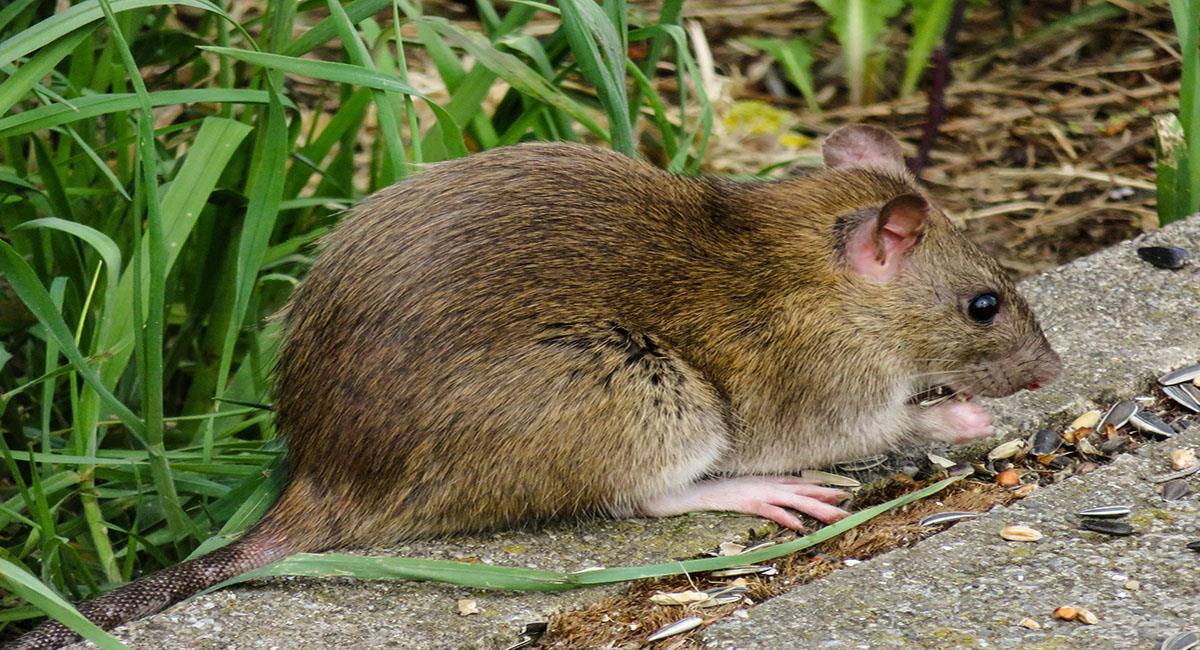 La peste negra es transmitida por la picadura de las pulgas presentes en los roedores. Foto: Pixabay
