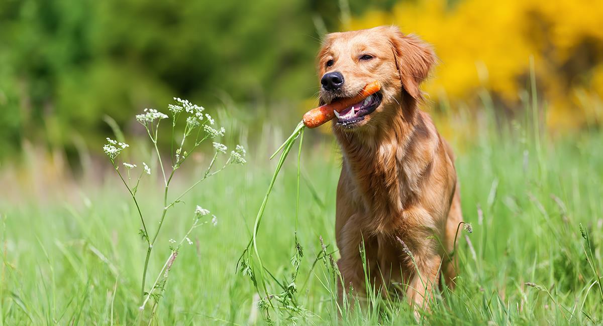 Alimentos que puedes darle a tu perro como premios o golosinas. Foto: Shutterstock