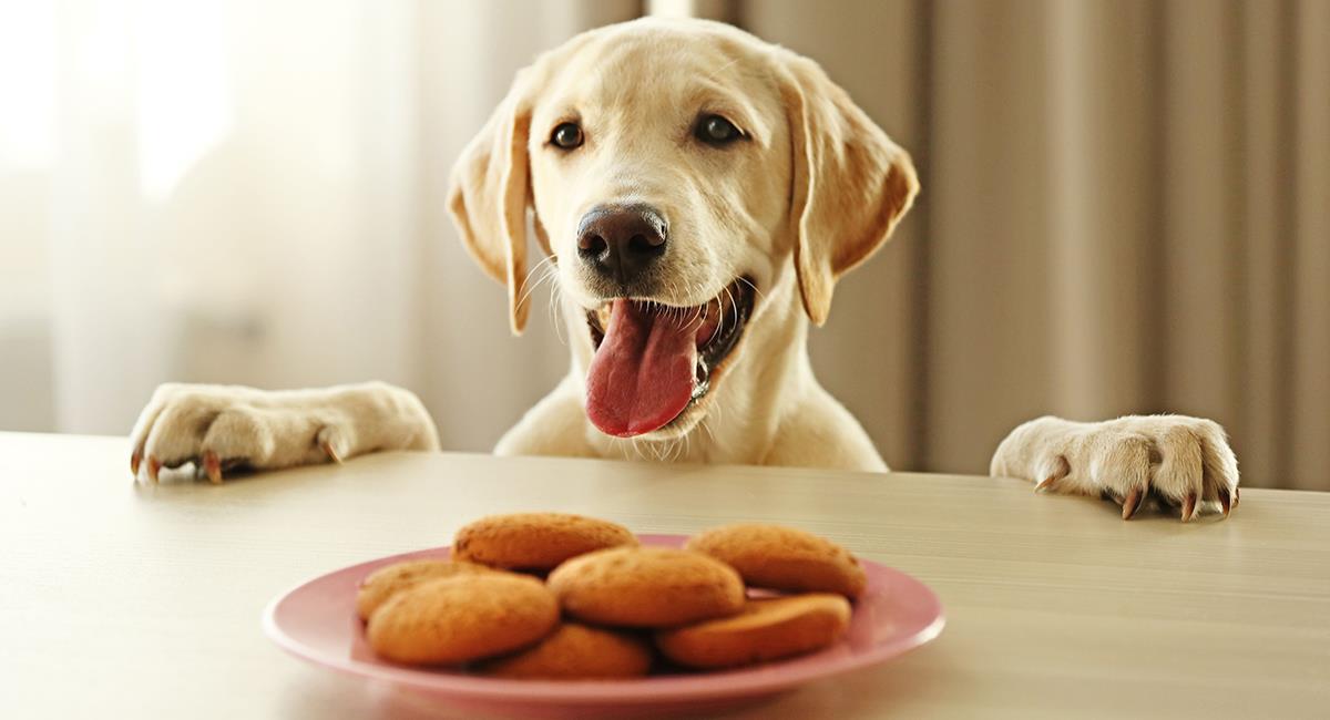 Un nuevo combo en Burger King, pensando en la felicidad de los perros. Foto: Shutterstock
