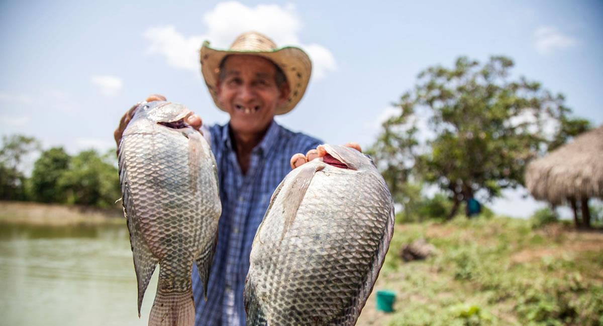 Los pescados y la carne de res son los grandes 'protagonistas' de la gastronomía de Arauca. Foto: Pixabay