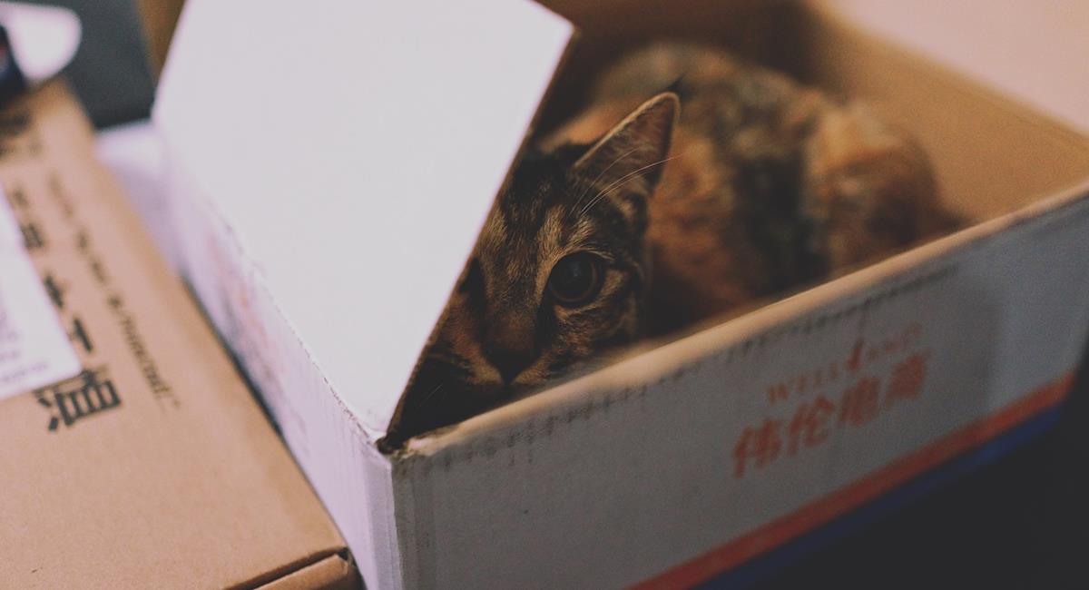 Conoce los motivos por los que tu gato ama las cajas de cartón. Foto: Pixabay