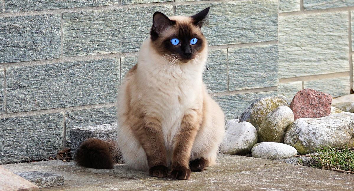 Todo lo que debes saber sobre los gatos siameses. Foto: Pixabay