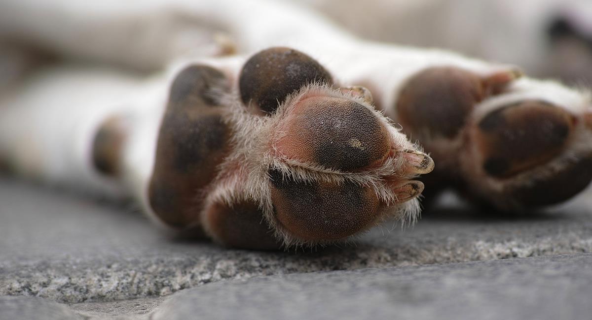 Siguen aumentando los casos de envenenamiento de mascotas en Salamina, Caldas. Foto: Pixabay