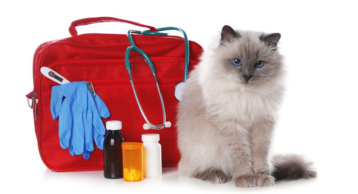 Aprende a armar un kit de emergencias para tu mascota. Foto: Shutterstock