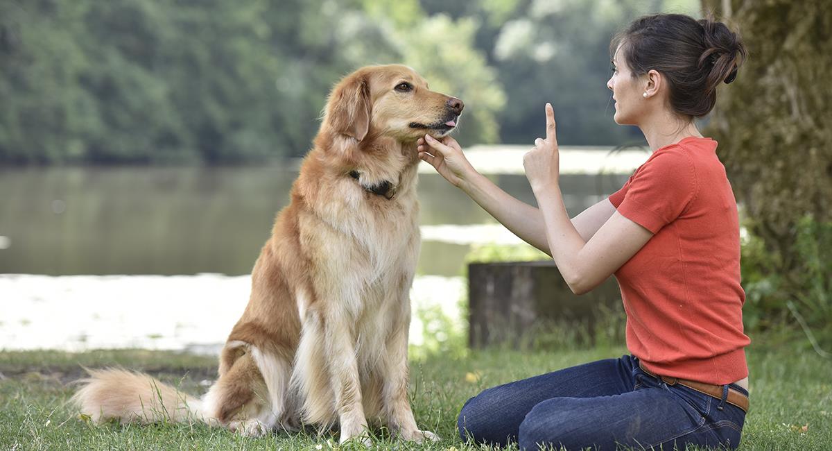 Médico Ceniza cometer Cómo adiestrar a tu perro en casa? 4 trucos que te convertirán en todo un  experto