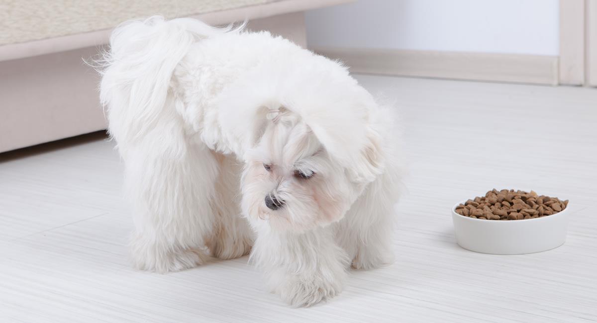¿A qué se debe la falta de apetito en tu perro?. Foto: Shutterstock