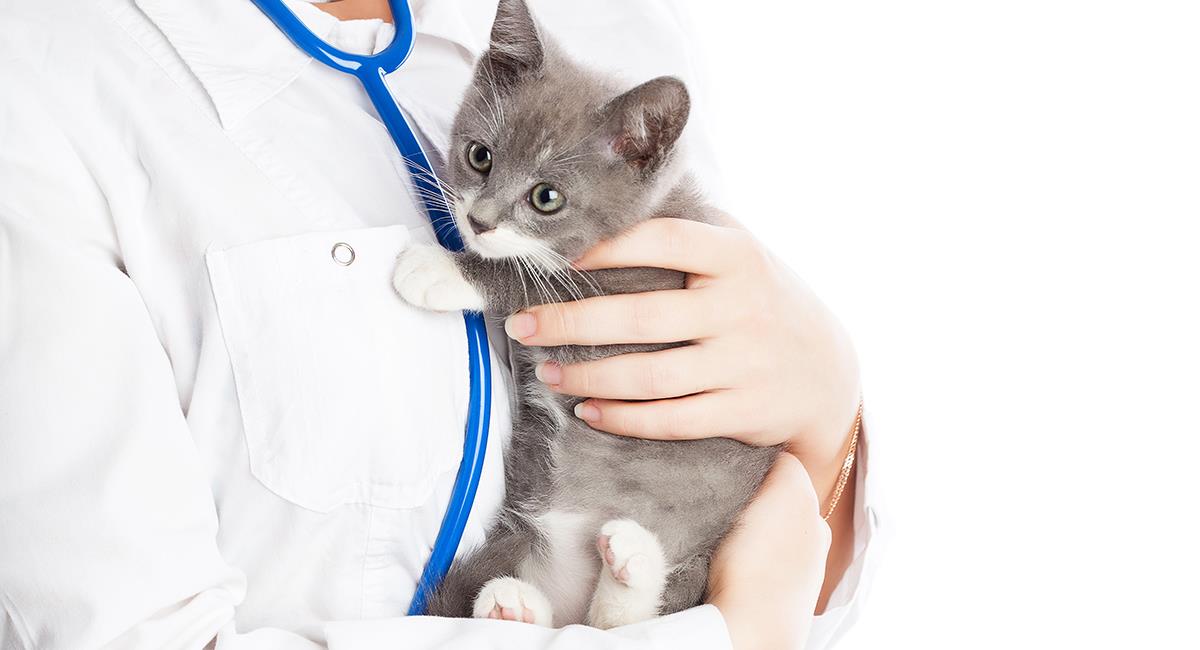 Todo lo que debes saber sobre la esterilización en gatos. Foto: Shutterstock
