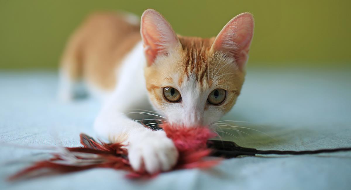 Ideas fáciles de juguetes para gatos hechos en casa. Foto: Shutterstock