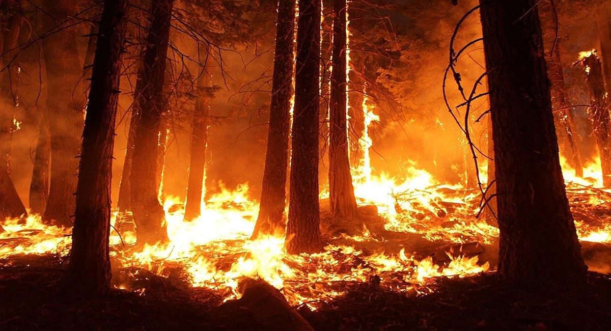 Existe preocupación mundial por los efectos que ocasionan los constantes incendios en el Amazonas. Foto: Pixabay