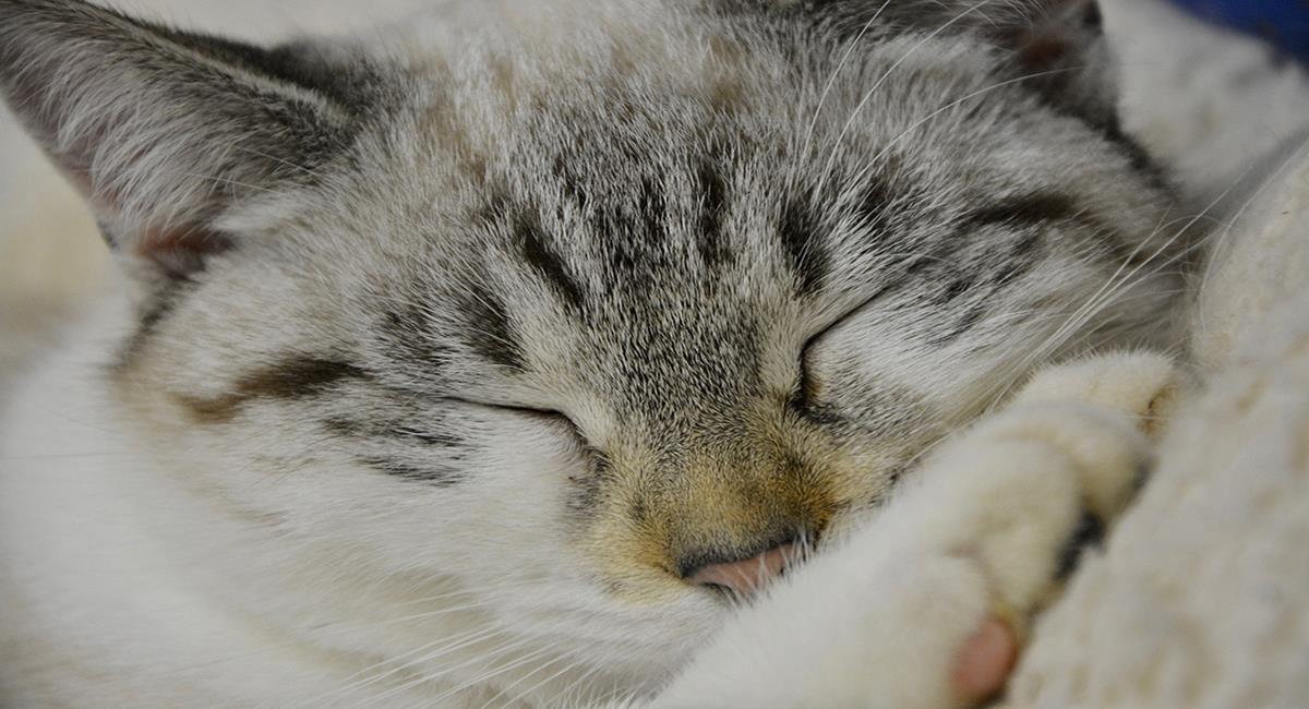 Un gato durmiendo puede expresar cómo se siente con sus movimientos. Foto: Pixabay