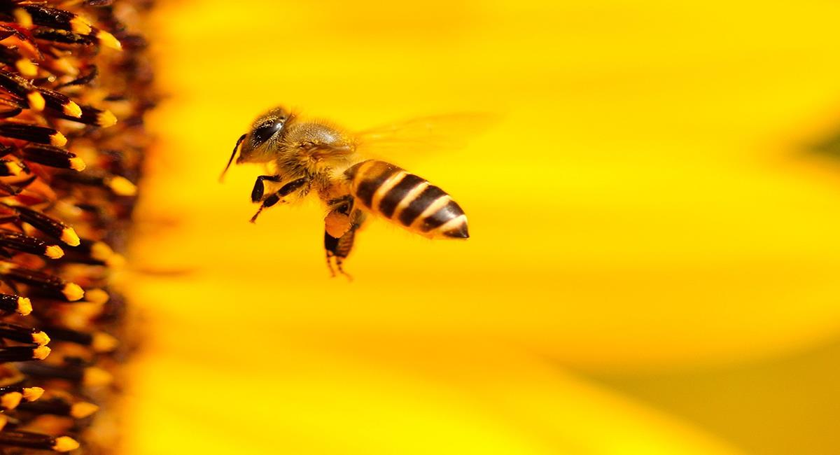 Las abejas son un cúmulo de constantes beneficios para toda la humanidad. Foto: Pixabay