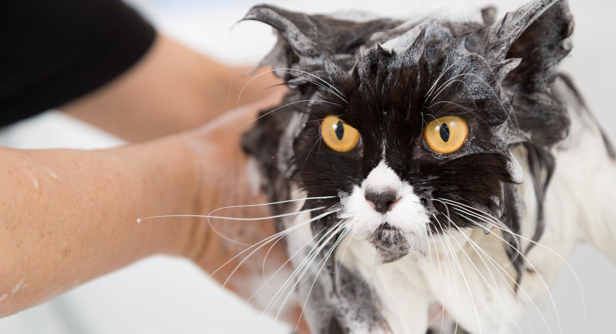 Todo lo que debes saber sobre el momento del baño de los gatos. Foto: Shutterstock