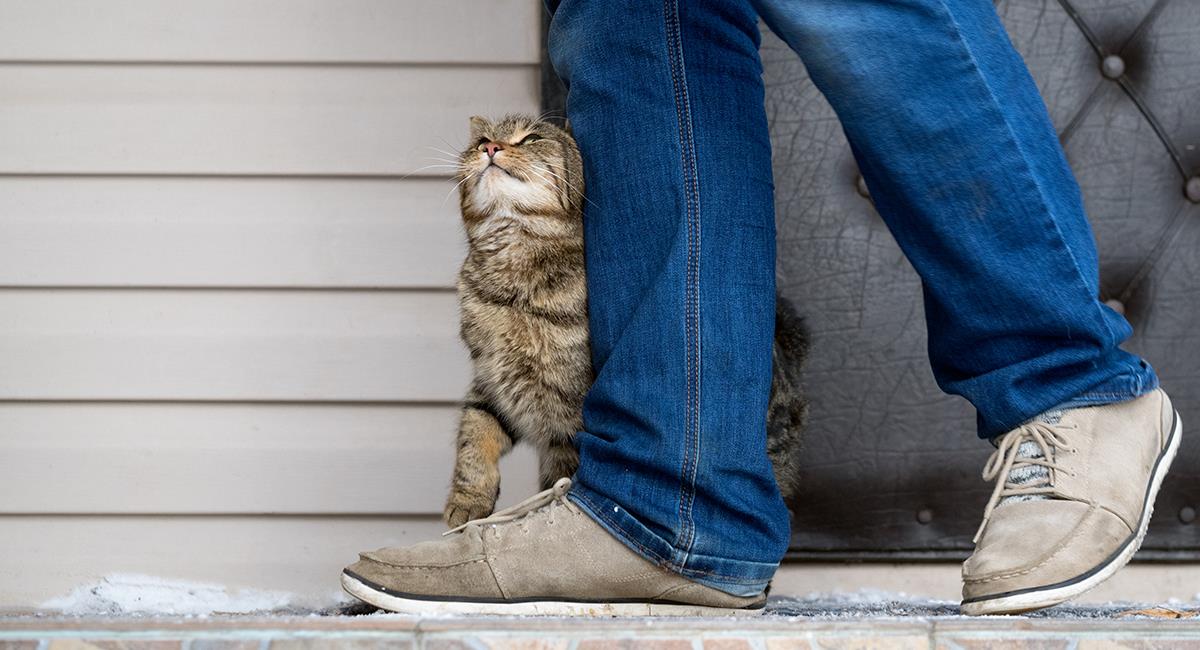 Estos son los motivos por los que tu gato te sigue a cualquier lugar. Foto: Shutterstock