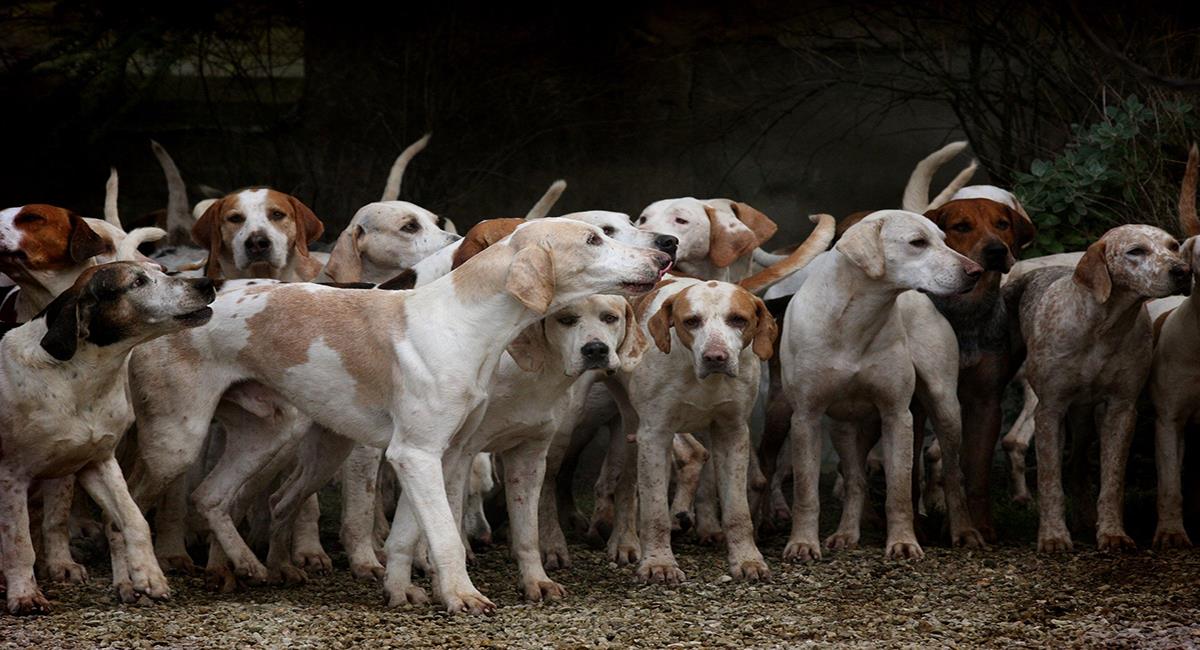 Existen muchas razas de perros pero algunas son resultado de cruces casi imposibles. Foto: Pixabay