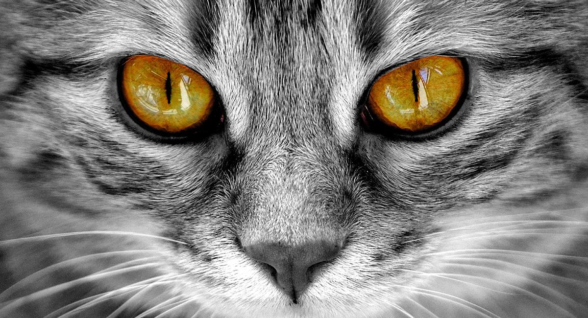 Conoce algunos datos increíbles sobre los ojos de los gatos. Foto: Shutterstock