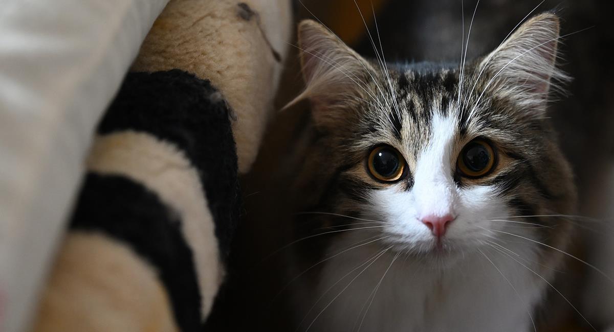 Lo que debes saber sobre tu gato para aprender a comprenderlo. Foto: Pixabay