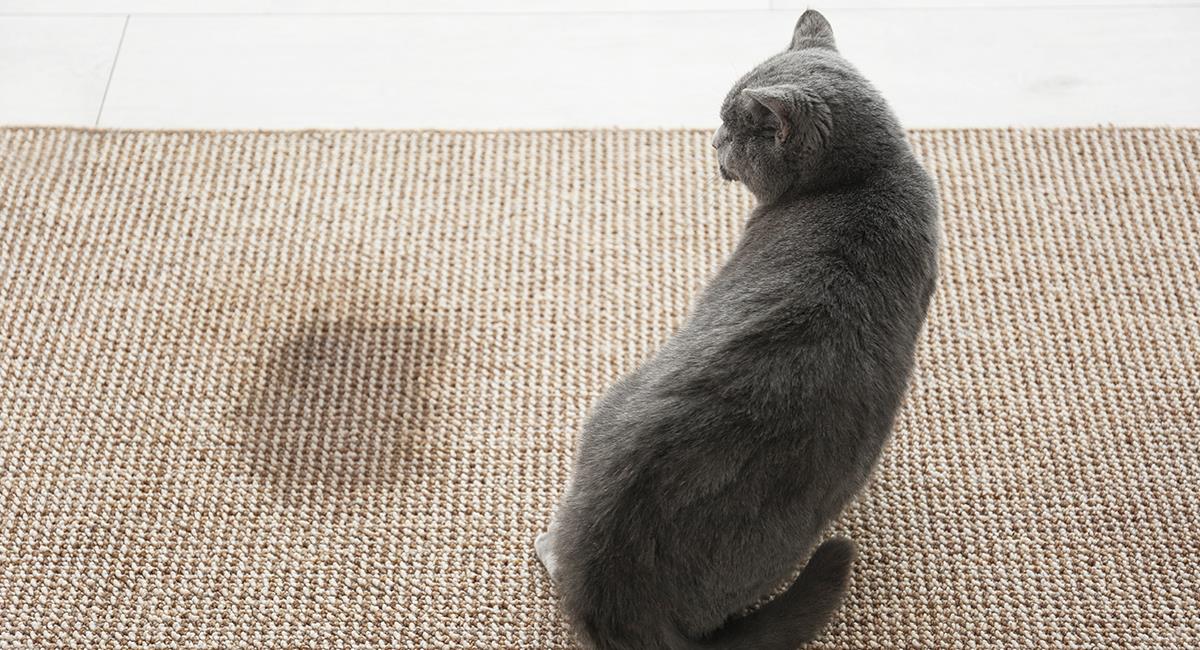 Conoce las 3 razones por las que tu gato se orina en todas partes. Foto: Shutterstock