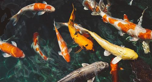 11 especies de peces podrían caminar en la Tierra según un estudio 