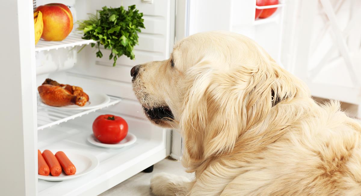 Frutas y verduras que tu perro no debe comer. Foto: Shutterstock