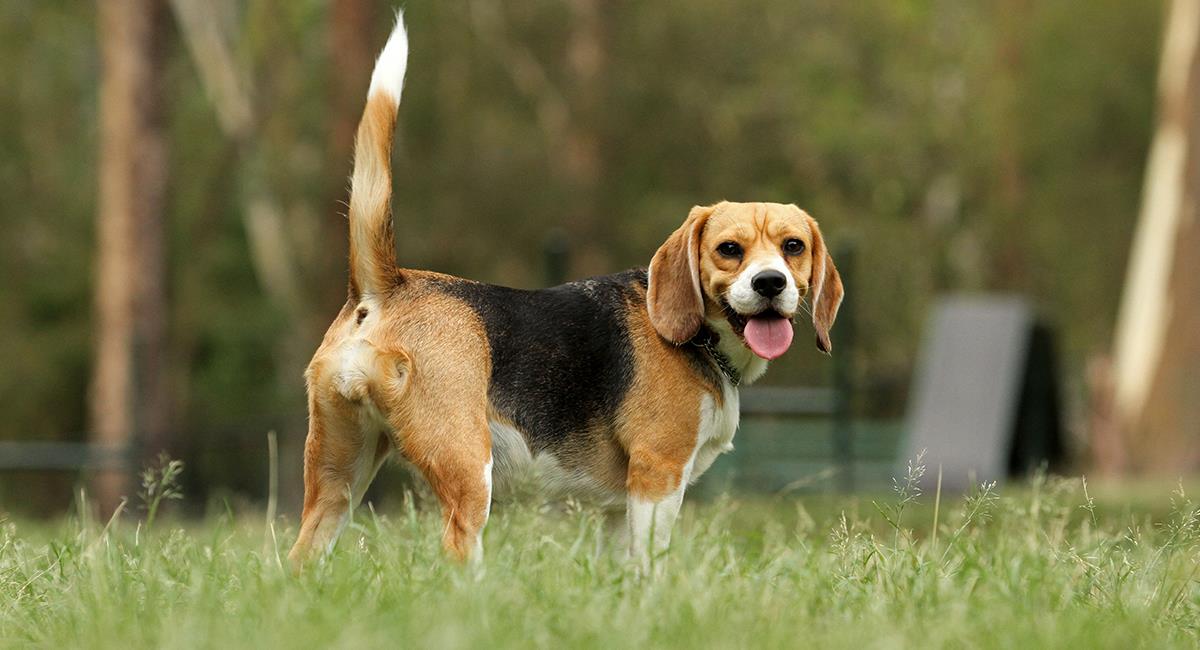 Aprende a conocer cada movimiento de la cola de tu perro. Foto: Shutterstock