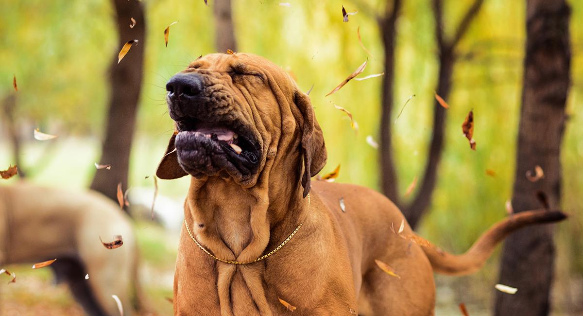 Descubre los motivos por los que tu perro estornuda con frecuencia. Foto: Shutterstock