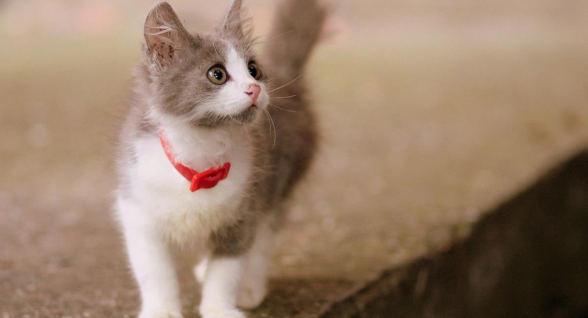 Estos son los gatos más pequeños del mundo. Foto: Pixabay