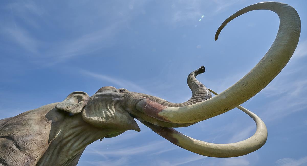 Los mastodontes pertenecen a la familia de los proboscídeos similares al elefante. Foto: Pixabay