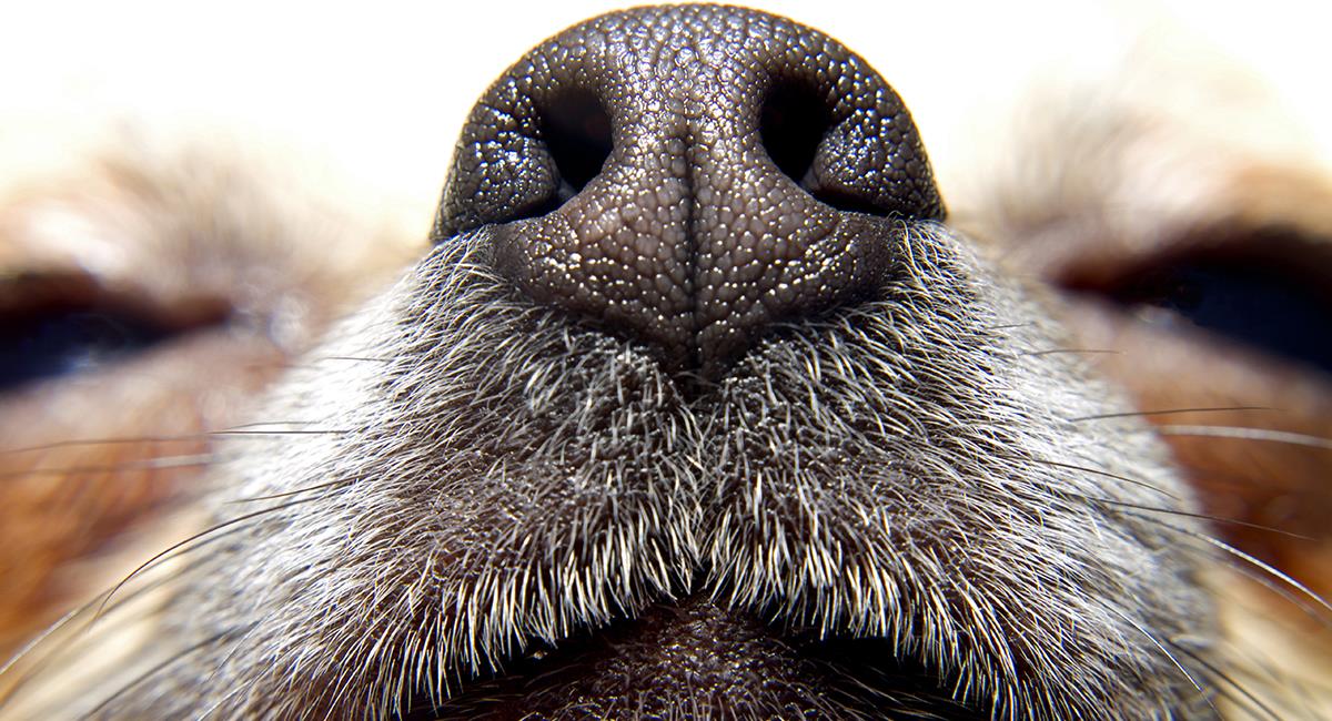 Expertos demuestran que los perros pueden detectar el coronavirus solo con oler la ropa. Foto: Shutterstock