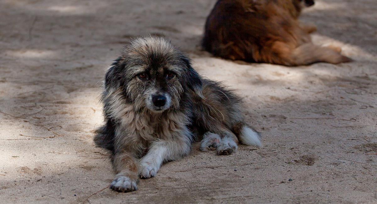 Autoridades alertan preocupante aumento de casos de abandono de mascotas en Cundinamarca. Foto: Pixabay