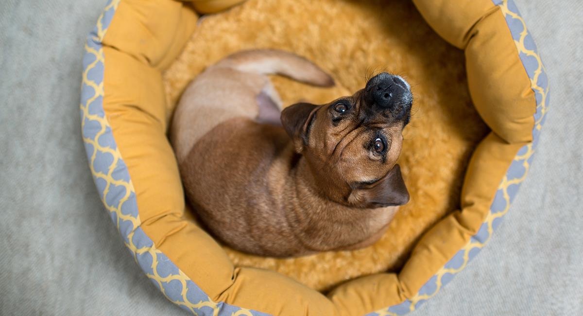Esta es la razón por la que tu perro rasca su cama y da vueltas antes de acostarse. Foto: Shutterstock